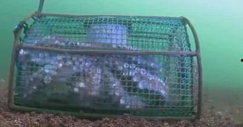 章鱼笼,海洋生物的神秘家园