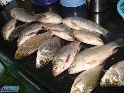 周末的鱼,捕捉自然之美